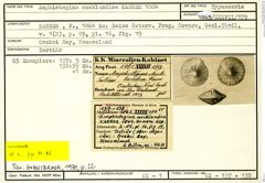 Karteikarte zum Syntyp von Amphistegina aucklandica Karrer, 1864
